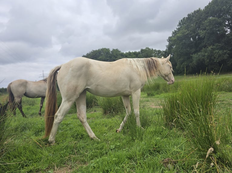 American Paint Horse Yegua 2 años 153 cm Champán in Rödinghausen