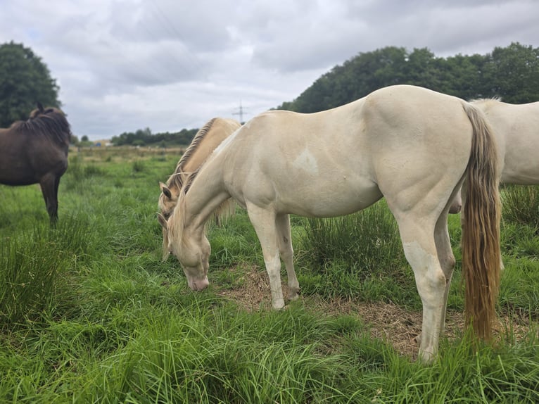 American Paint Horse Yegua 2 años 153 cm Champán in Rödinghausen