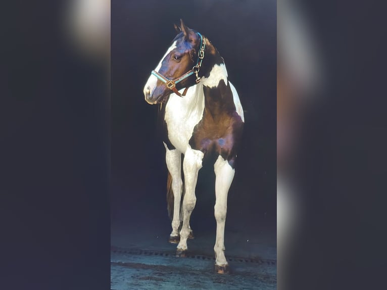 American Paint Horse Yegua 2 años 154 cm Tobiano-todas las-capas in Gro&#xDF;volderberg