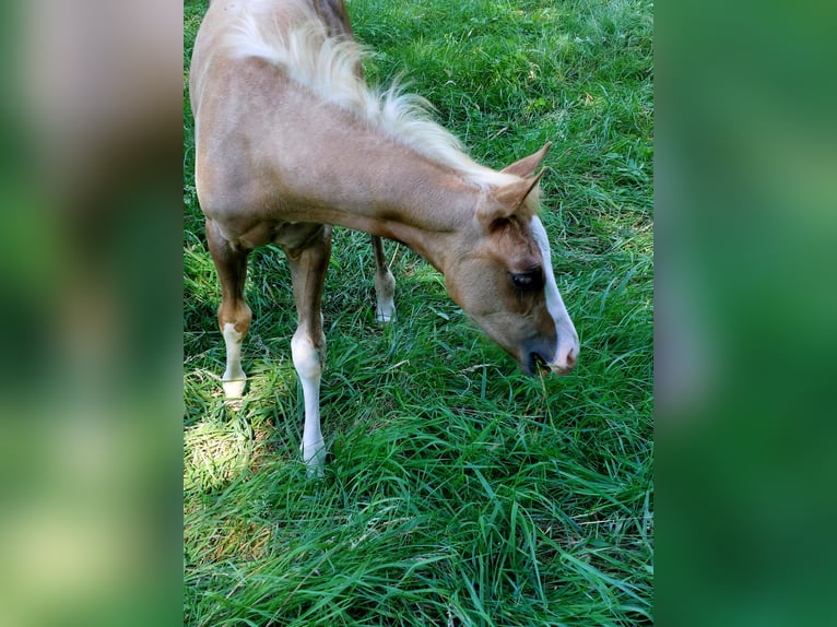 American Paint Horse Yegua 2 años 155 cm Palomino in Landkreis Aschaffenburg