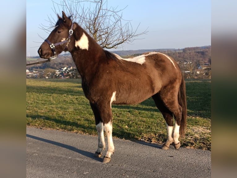 American Paint Horse Yegua 2 años 155 cm Tobiano-todas las-capas in Bad Wünnenberg