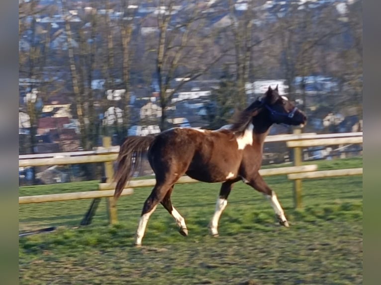 American Paint Horse Yegua 2 años 155 cm Tobiano-todas las-capas in Bad Wünnenberg