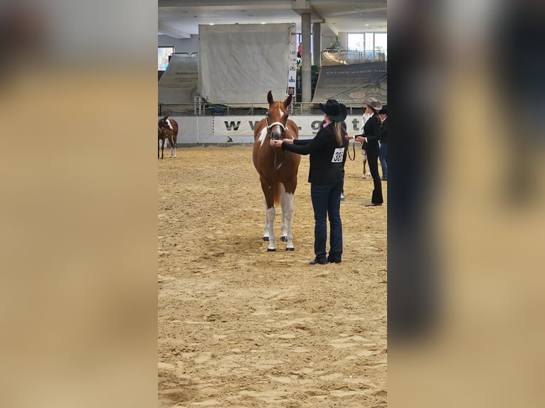 American Paint Horse Yegua 2 años 160 cm Tobiano-todas las-capas in Aurach Am Hangar