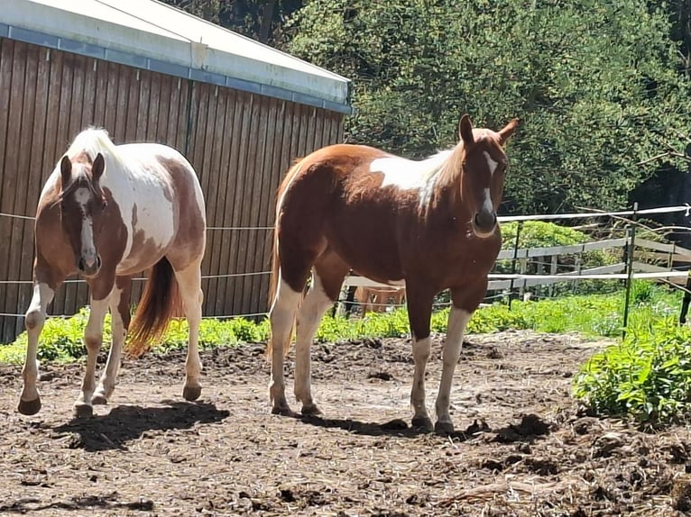 American Paint Horse Yegua 2 años 160 cm Tobiano-todas las-capas in Aurach