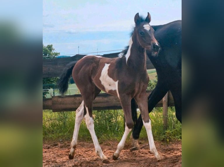 American Paint Horse Yegua 2 años Tobiano-todas las-capas in Eppelborn