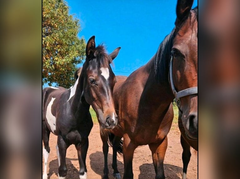 American Paint Horse Yegua 2 años Tobiano-todas las-capas in Eppelborn