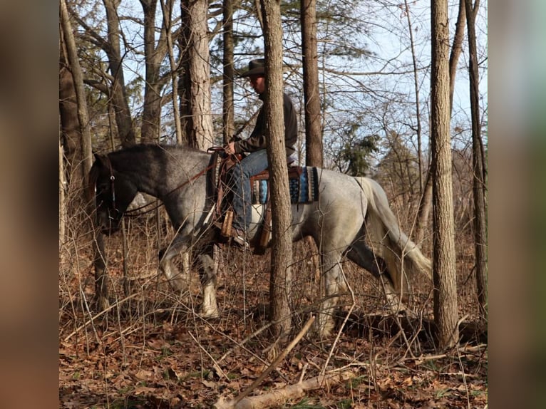 American Paint Horse Yegua 3 años 142 cm Ruano azulado in Howell