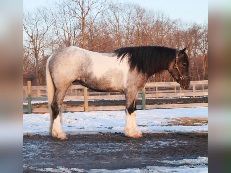 American Paint Horse Yegua 3 años 142 cm Ruano azulado in Howell
