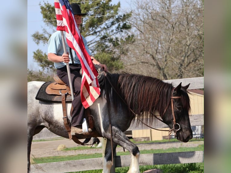 American Paint Horse Yegua 3 años 142 cm Ruano azulado in Howell