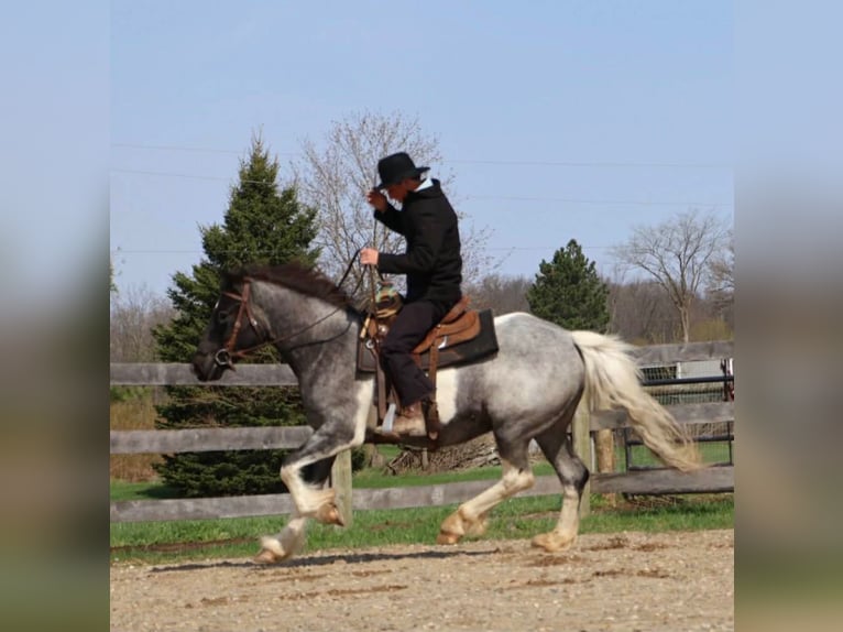 American Paint Horse Yegua 3 años 142 cm Ruano azulado in Howell