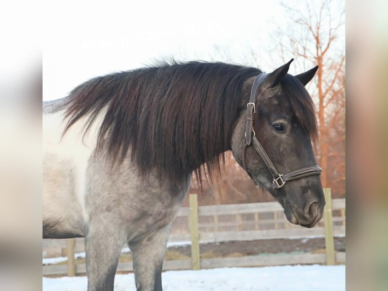 American Paint Horse Yegua 3 años 142 cm Ruano azulado in Howell