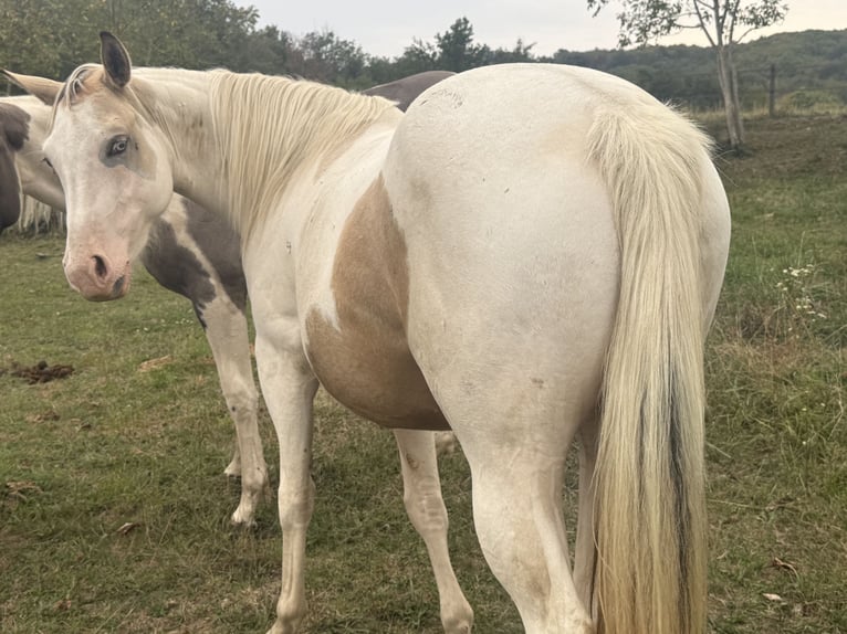 American Paint Horse Yegua 3 años 143 cm Tobiano-todas las-capas in Thodure
