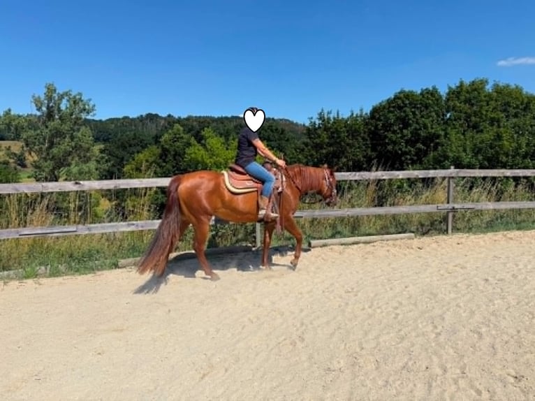 American Paint Horse Yegua 3 años 144 cm Alazán-tostado in Berga