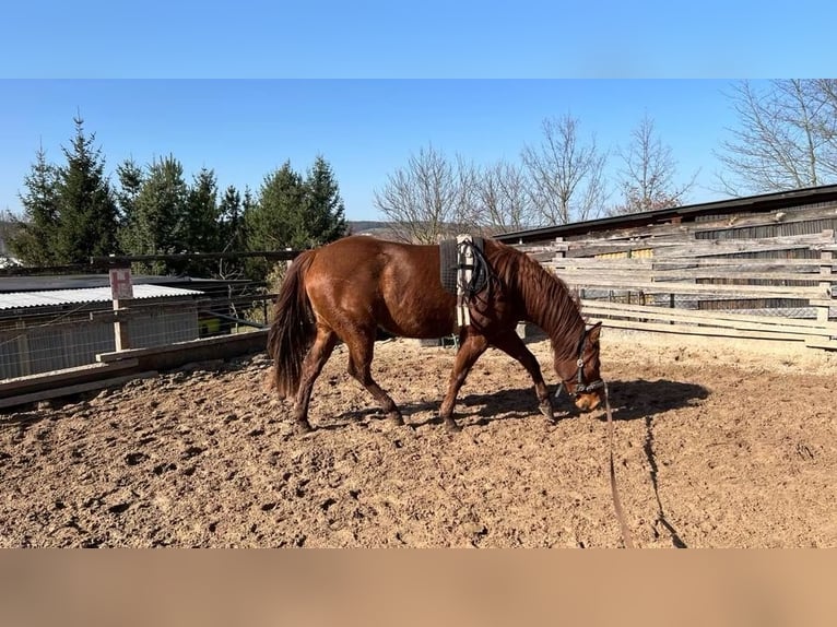 American Paint Horse Yegua 3 años 145 cm Alazán in Berga- Wünschendorf