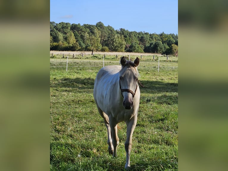 American Paint Horse Yegua 3 años 147 cm Champán in Langlingen