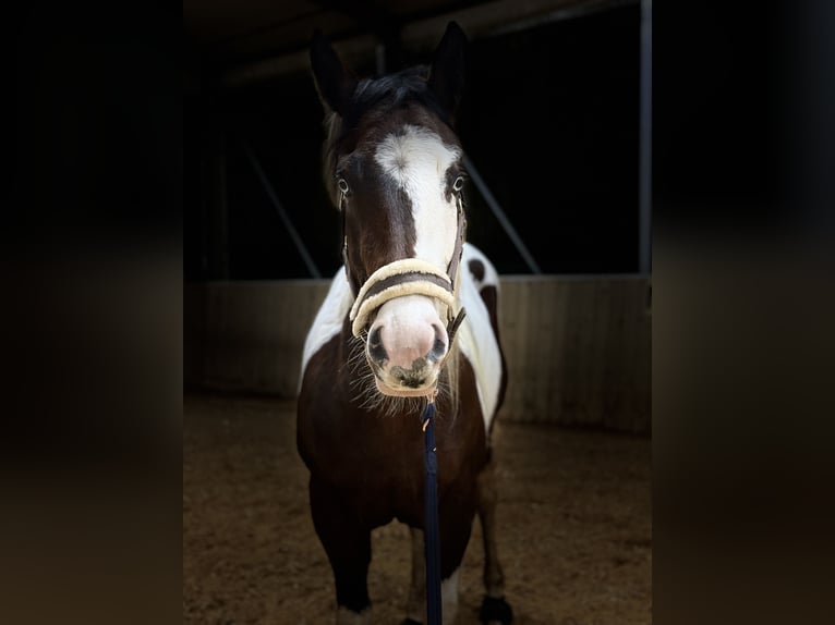 American Paint Horse Yegua 3 años 150 cm Tobiano-todas las-capas in Wemding