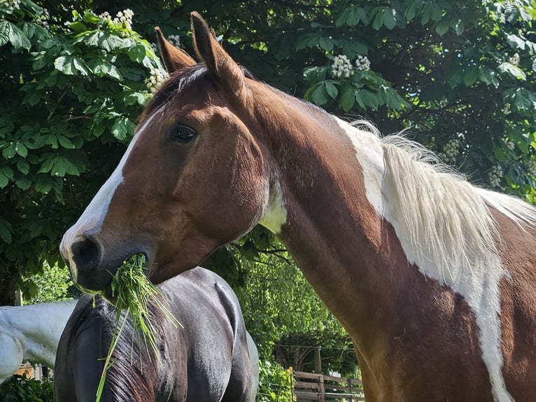 American Paint Horse Yegua 3 años 150 cm Tobiano-todas las-capas in Eggenthal