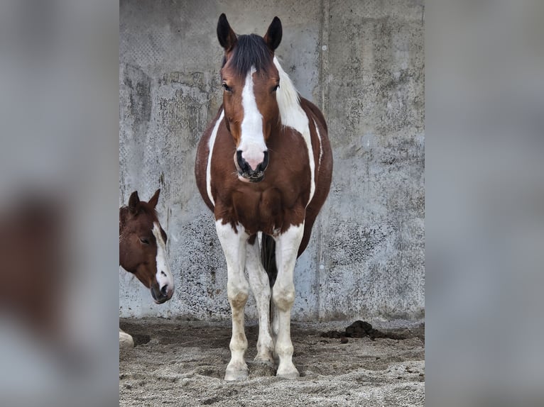American Paint Horse Yegua 3 años 150 cm Tobiano-todas las-capas in Eggenthal