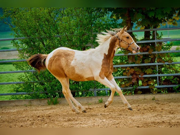American Paint Horse Yegua 3 años 150 cm Tobiano-todas las-capas in Eggenthal