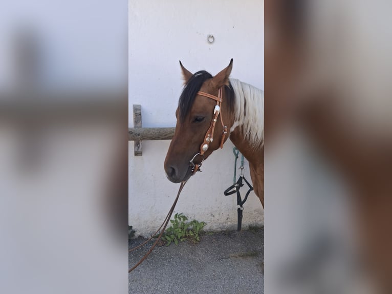 American Paint Horse Yegua 3 años 150 cm Tobiano-todas las-capas in Anger
