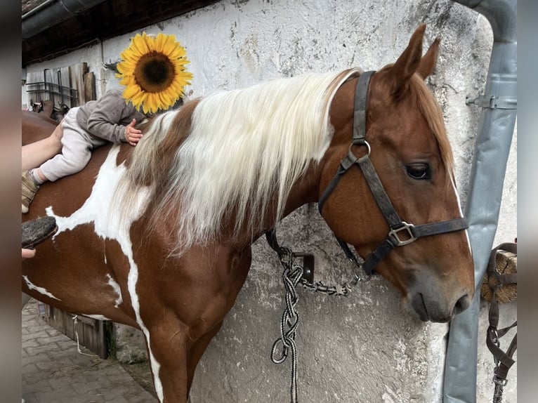 American Paint Horse Yegua 3 años 150 cm Tobiano-todas las-capas in Burgwindheim