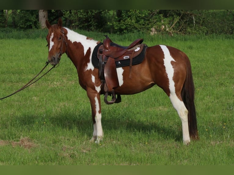 American Paint Horse Yegua 3 años 150 cm Tobiano-todas las-capas in Burgwindheim