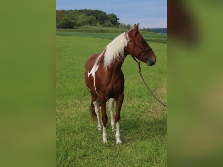 American Paint Horse Yegua 3 años 150 cm Tobiano-todas las-capas in Burgwindheim