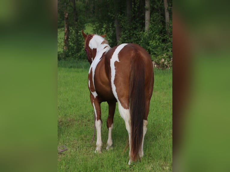 American Paint Horse Yegua 3 años 150 cm Tobiano-todas las-capas in Burgwindheim