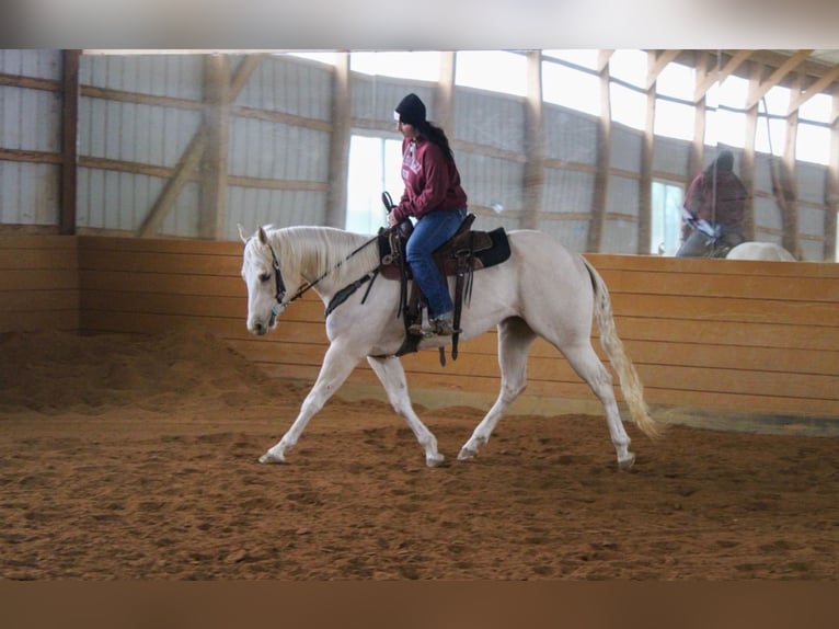 American Paint Horse Yegua 3 años 152 cm Palomino in Grantville