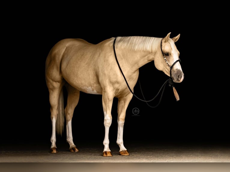 American Paint Horse Yegua 3 años 152 cm Palomino in Grantville