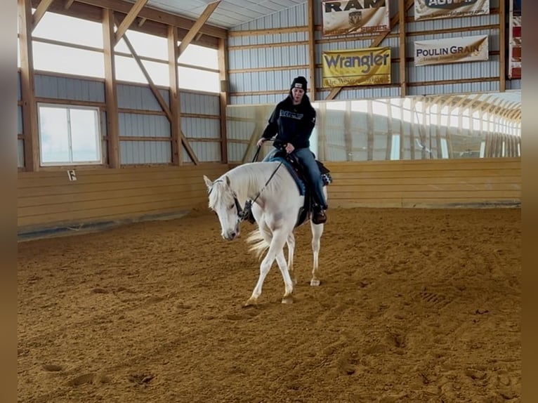 American Paint Horse Yegua 3 años 152 cm Palomino in Grantville