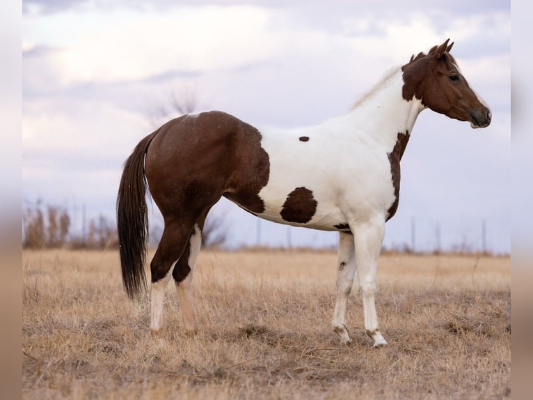 American Paint Horse Yegua 3 años 152 cm Pío in Edmond