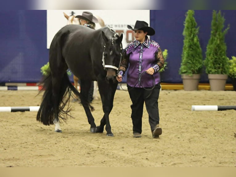 American Paint Horse Yegua 3 años 153 cm Castaño oscuro in Thodure