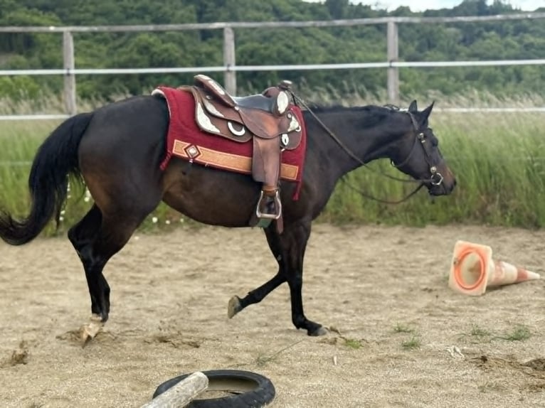 American Paint Horse Yegua 3 años 153 cm Castaño oscuro in Thodure