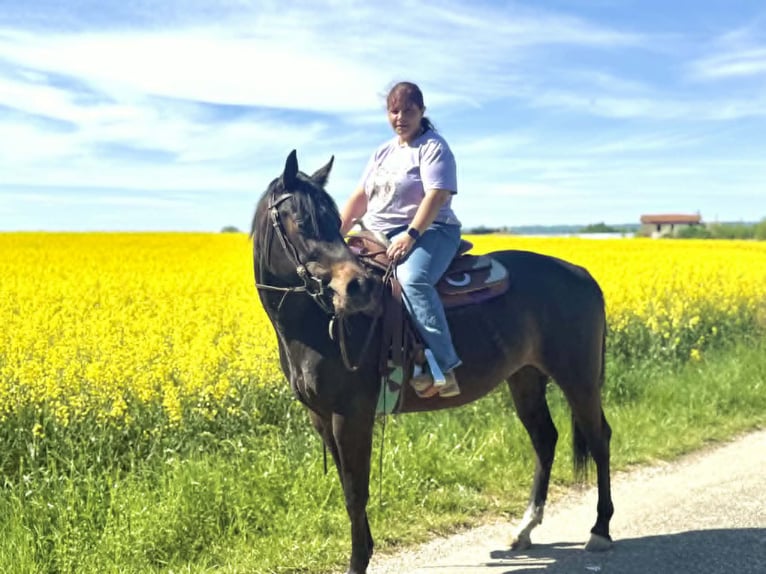 American Paint Horse Yegua 3 años 153 cm Castaño oscuro in Thodure