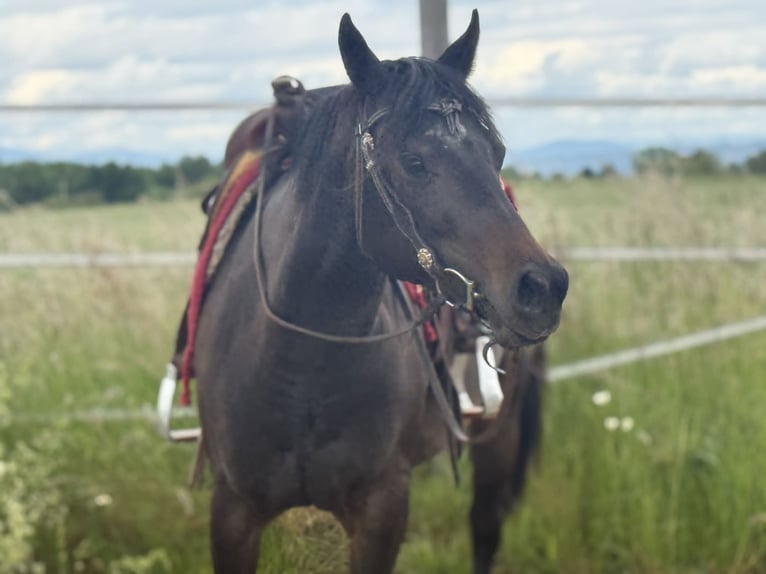 American Paint Horse Yegua 3 años 153 cm Castaño oscuro in Thodure