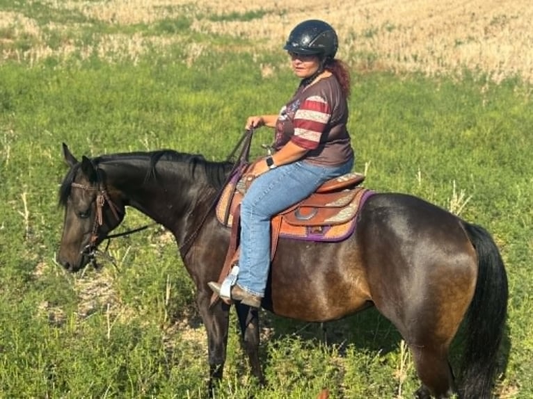 American Paint Horse Yegua 3 años 153 cm Castaño oscuro in Thodure