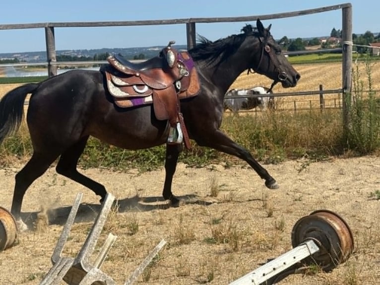 American Paint Horse Yegua 3 años 153 cm Castaño oscuro in Thodure