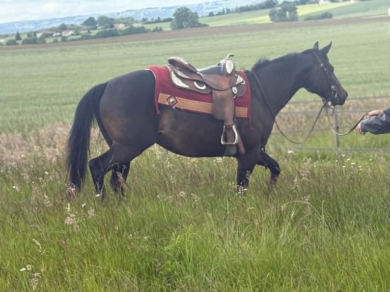 American Paint Horse Yegua 3 años 153 cm Castaño oscuro in Thodure