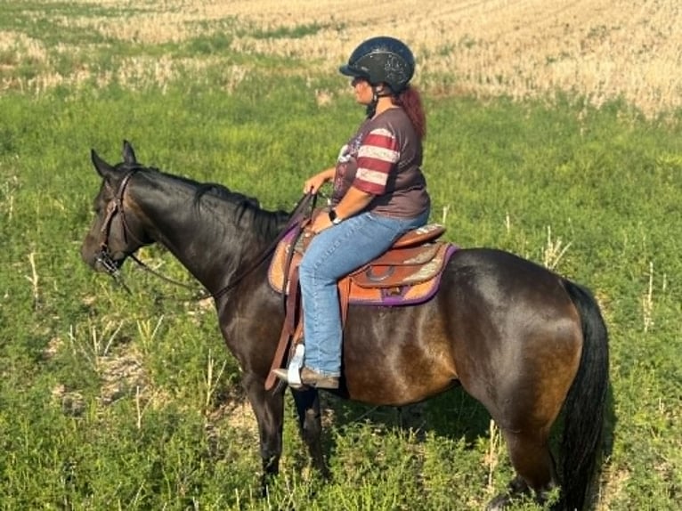 American Paint Horse Yegua 3 años 153 cm Castaño oscuro in Thodure