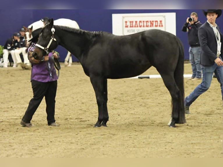 American Paint Horse Yegua 3 años 153 cm Castaño oscuro in Thodure
