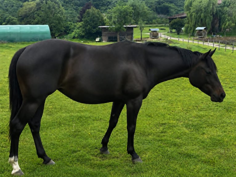 American Paint Horse Yegua 3 años 153 cm Castaño oscuro in Thodure