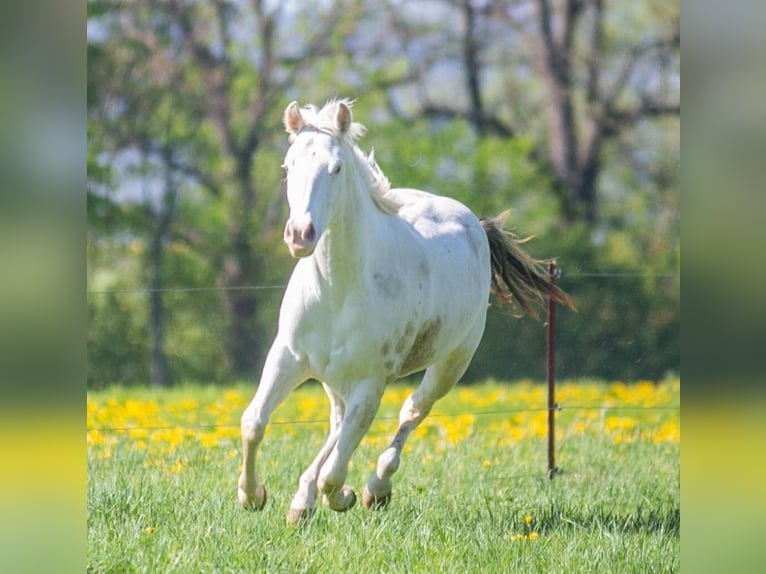 American Paint Horse Yegua 3 años 153 cm Pío in Danstedt