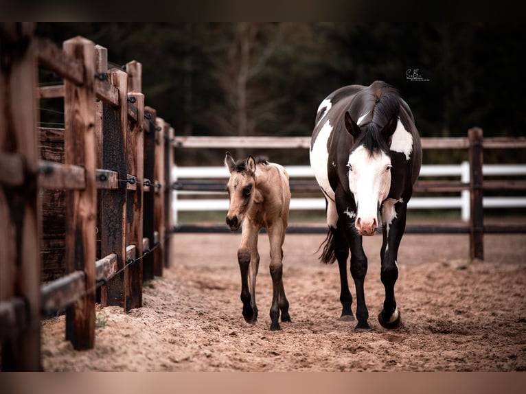 American Paint Horse Mestizo Yegua 3 años 155 cm Buckskin/Bayo in Oberhausen