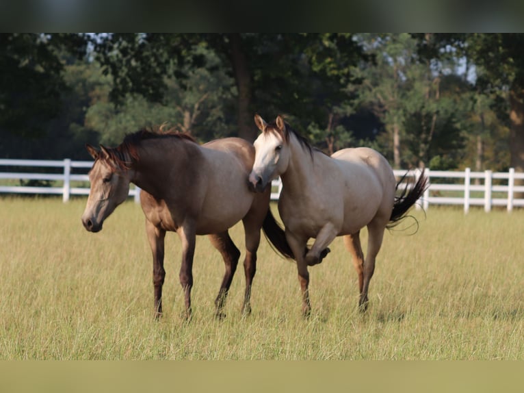 American Paint Horse Mestizo Yegua 3 años 155 cm Buckskin/Bayo in Oberhausen
