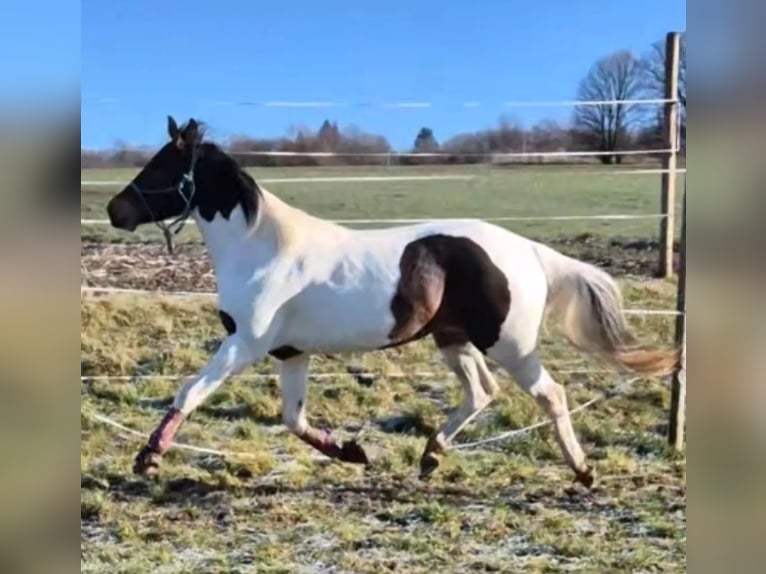 American Paint Horse Yegua 3 años 155 cm Pío in Laubach