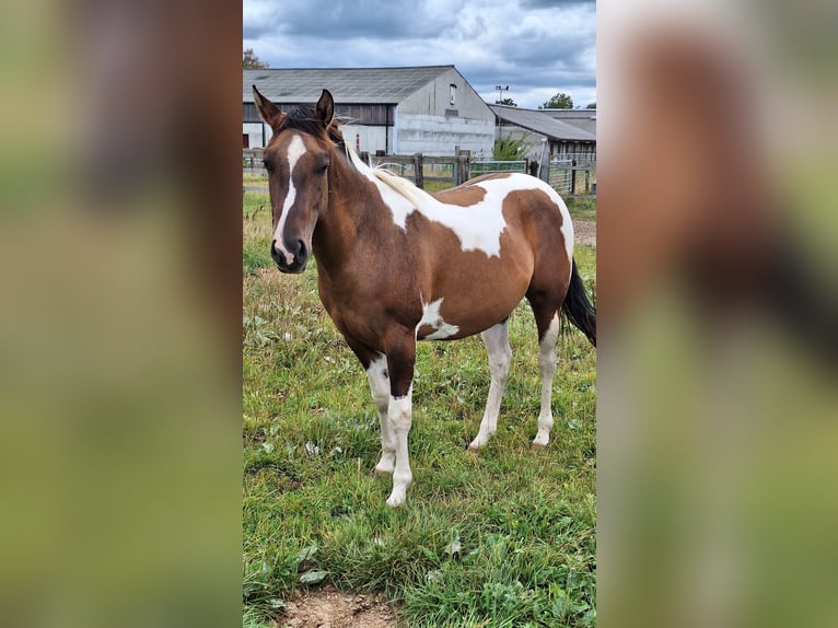 American Paint Horse Yegua 3 años 155 cm Tobiano-todas las-capas in Gavere