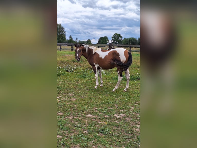 American Paint Horse Yegua 3 años 155 cm Tobiano-todas las-capas in Gavere