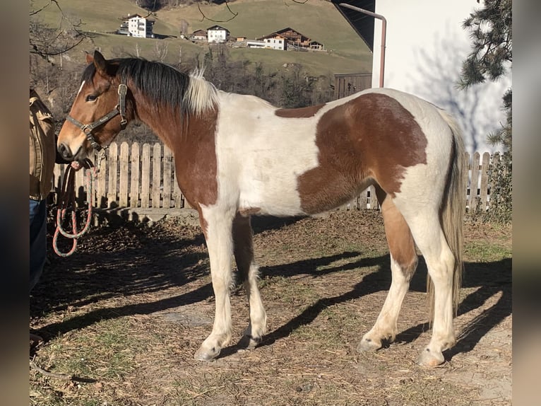 American Paint Horse Mestizo Yegua 3 años 155 cm Tobiano-todas las-capas in Walte