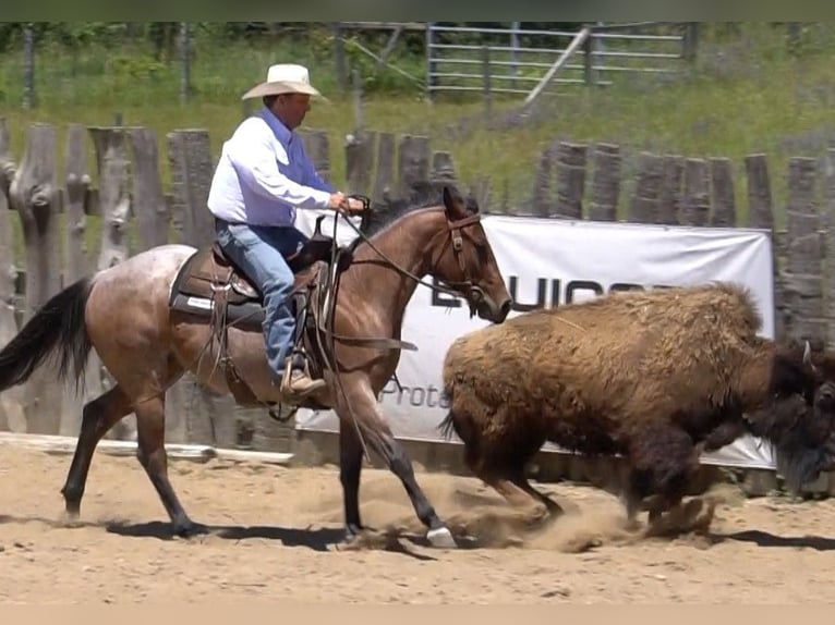American Paint Horse Yegua 3 años Castaño-ruano in La Porte